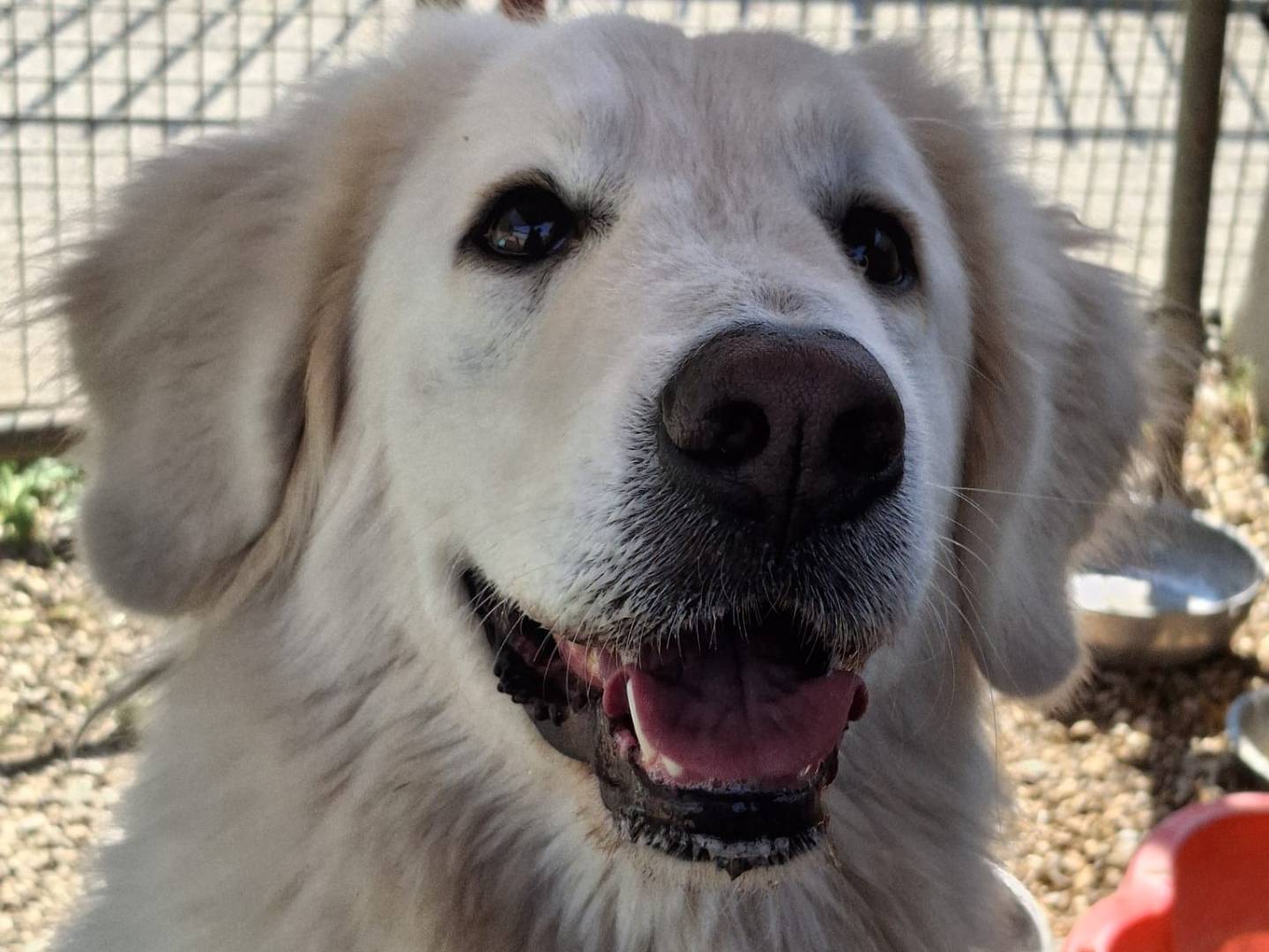Adozione cane, femmina, Pastore maremmano Razza sconosciuta, 1 anno e 7 mesi, taglia grande, Roma