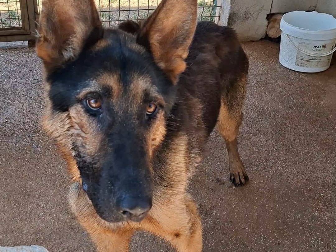 Vuoi adottare un cane a Bari?