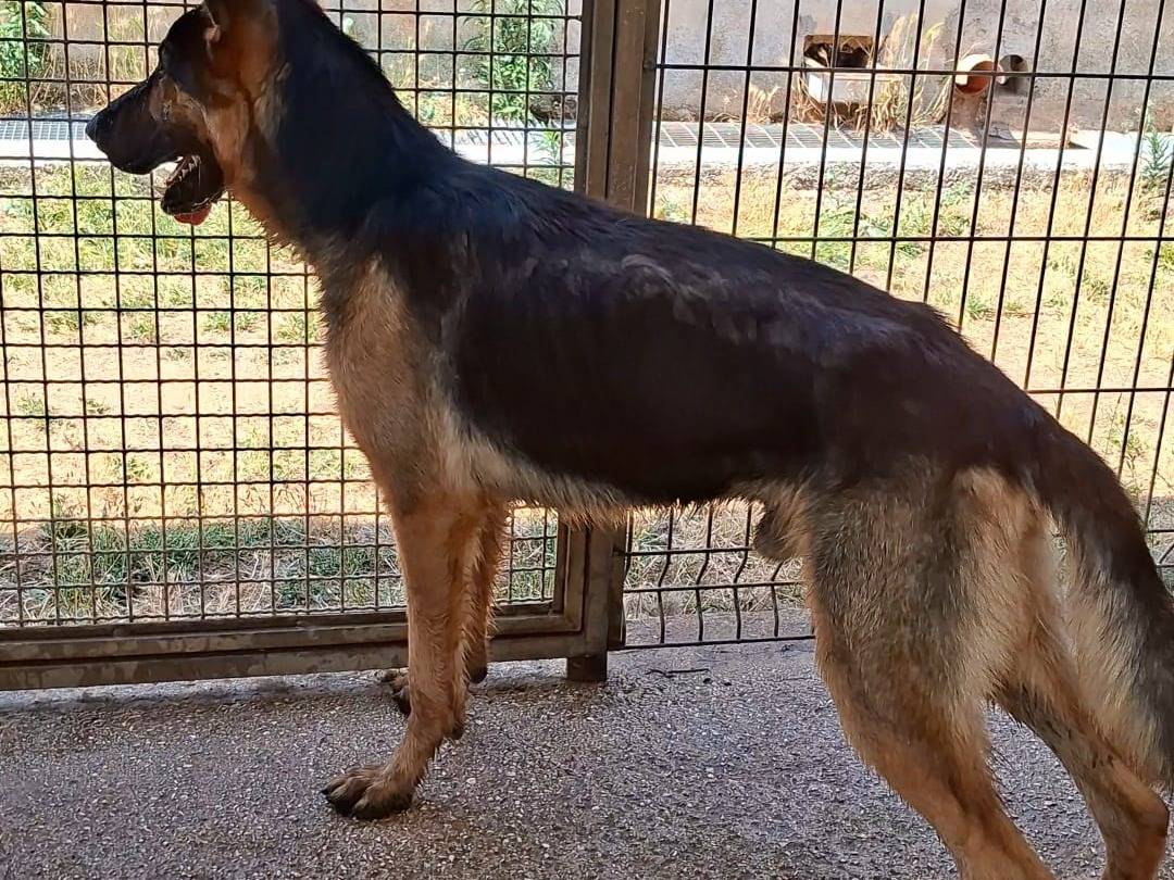 Adotta il cane CLAUS a Bari