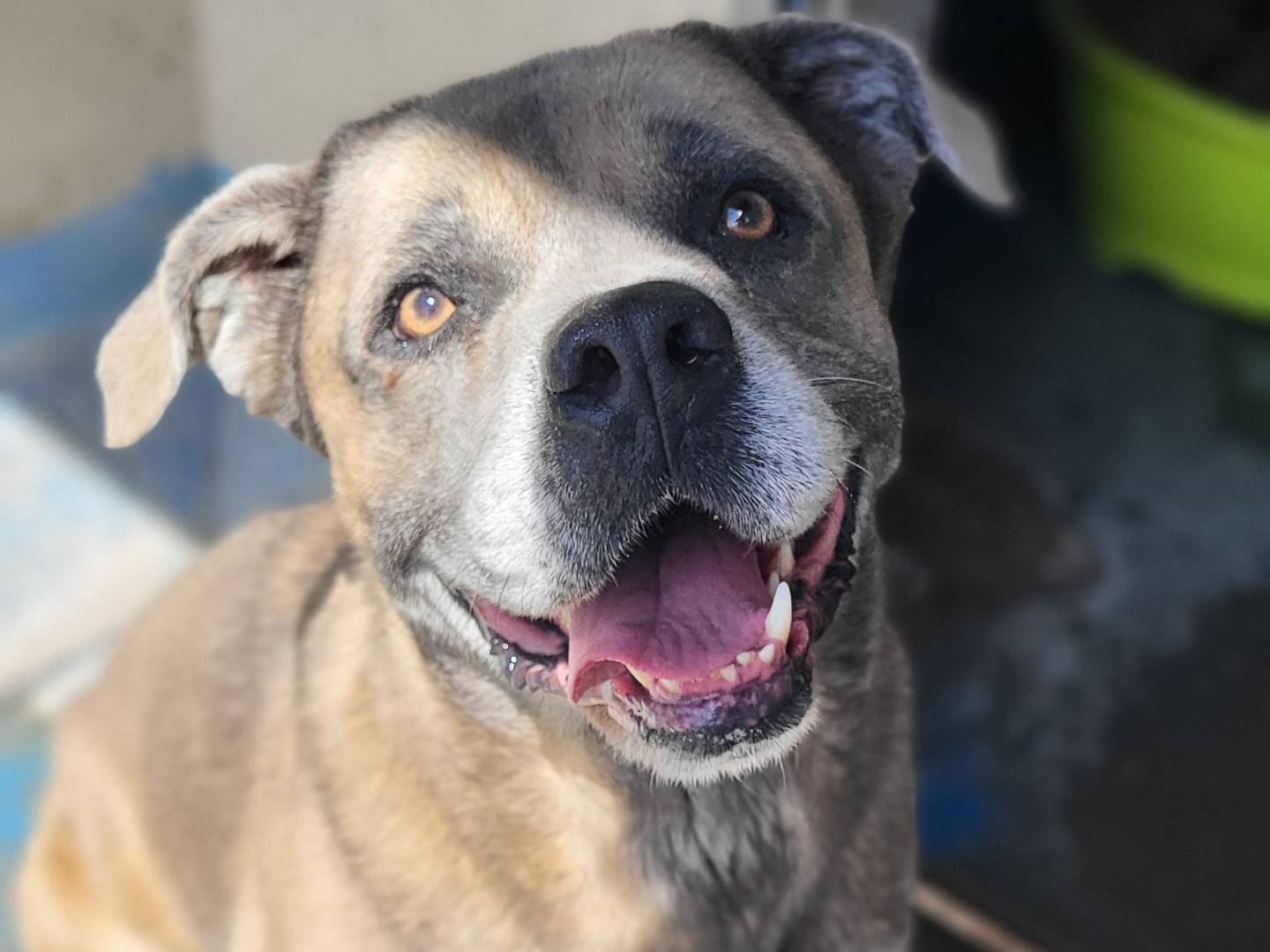 Adozione cane, maschio, Corso Razza sconosciuta, 5 anni e 11 mesi, taglia gigante, Roma