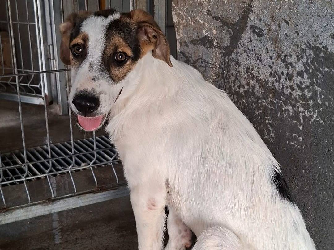 Adotta un cane, taglia media, maschio, Bari