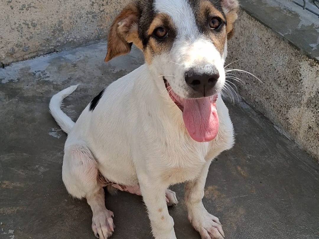 Adozione cane, maschio, Razza sconosciuta Razza sconosciuta, 4 mesi, taglia media, Bari