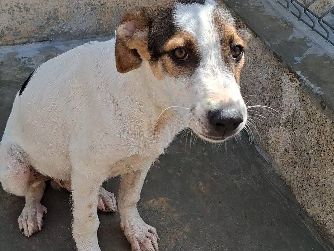 Adotta il cane Macchia a Bari