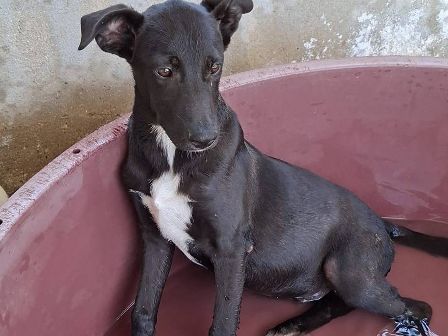 Adotta un cane, maschio, 6 mesi, Bari