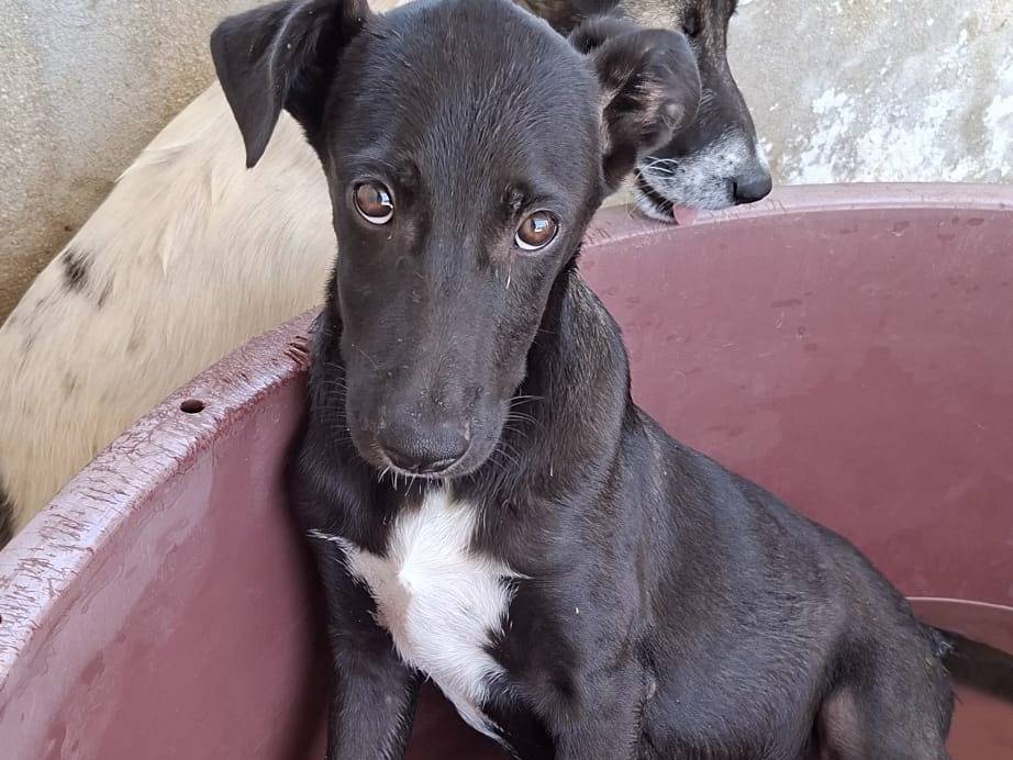 Vuoi adottare un cane a Bari?