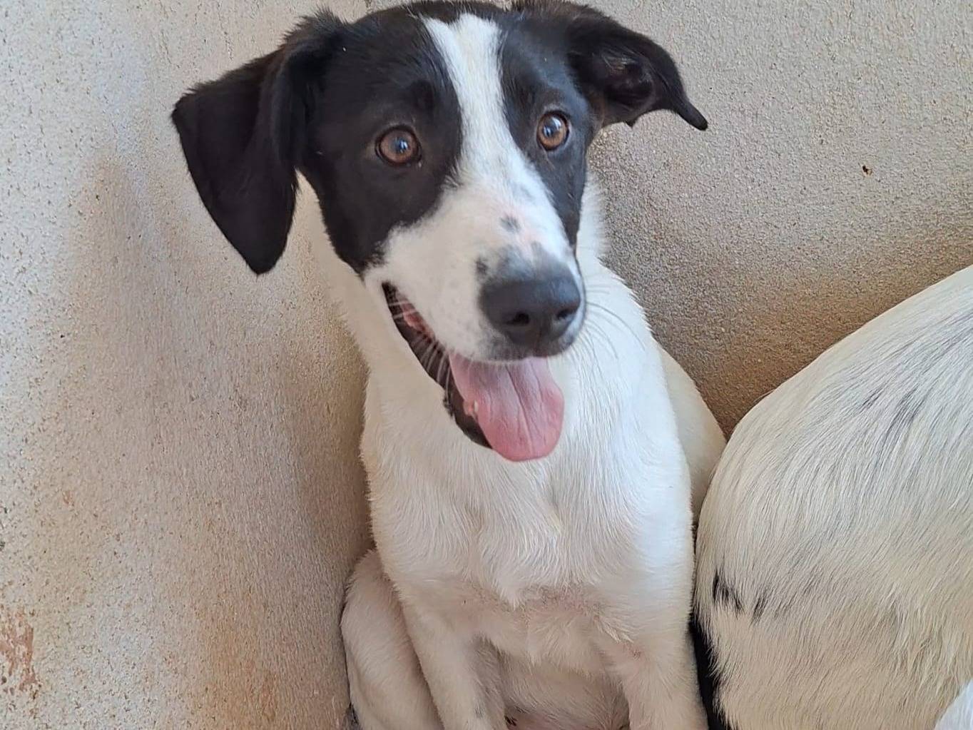 Adozione cane, femmina, Razza sconosciuta Razza sconosciuta, 4 mesi, taglia media, Bari