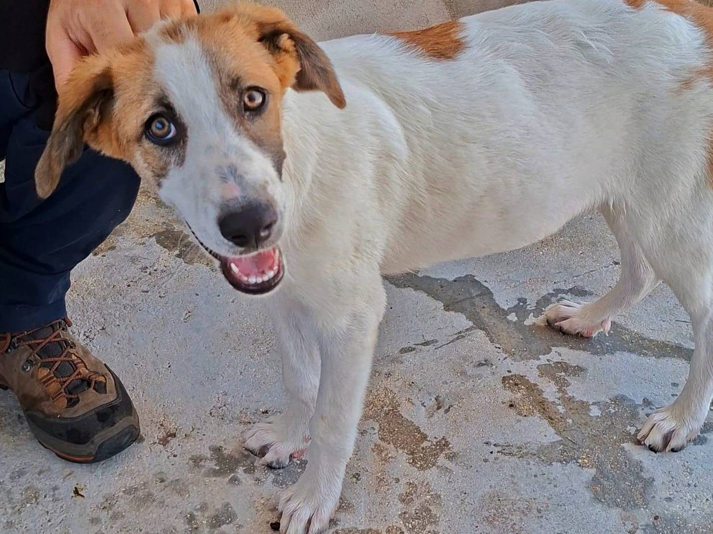 Adotta un cane, taglia media, maschio, Bari