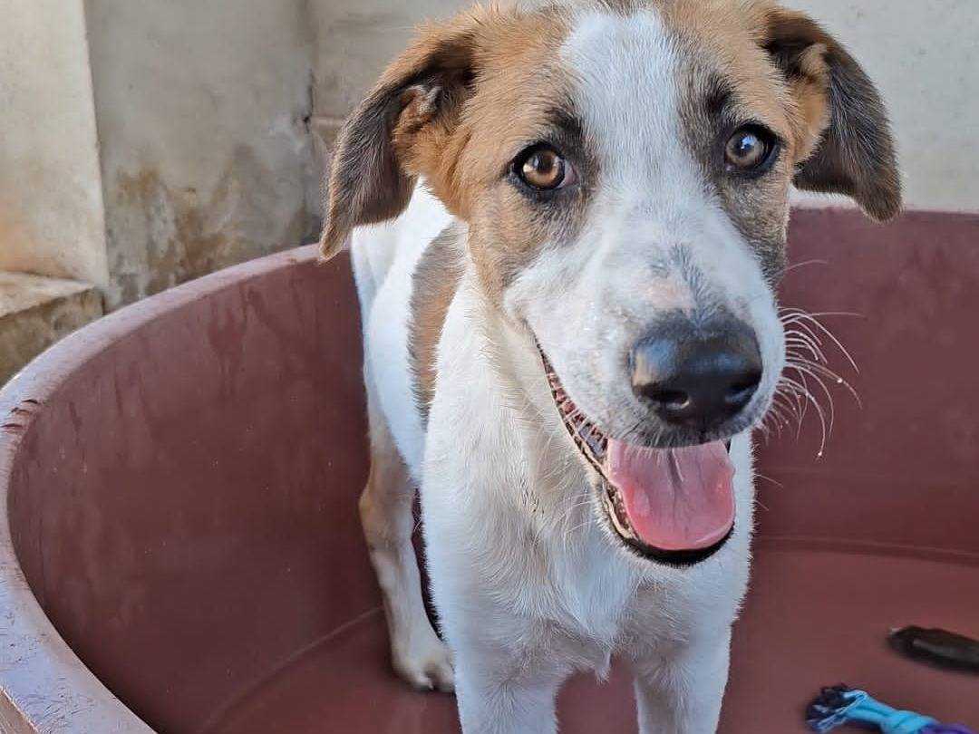 Adozione cane, maschio, Razza sconosciuta Razza sconosciuta, 6 mesi, taglia media, Bari