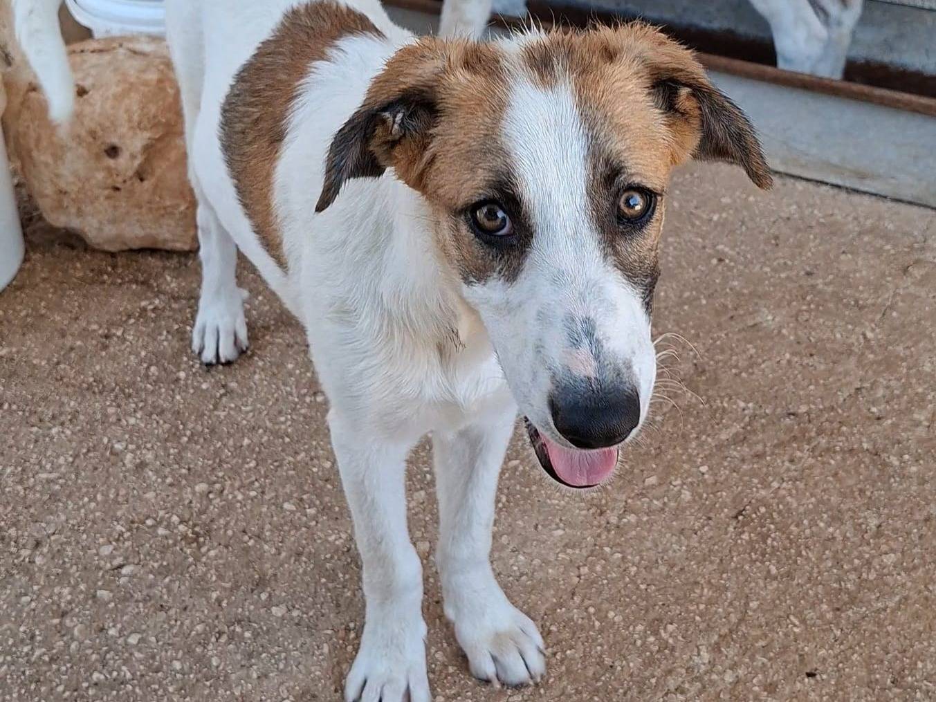 Vuoi adottare un cane a Bari?