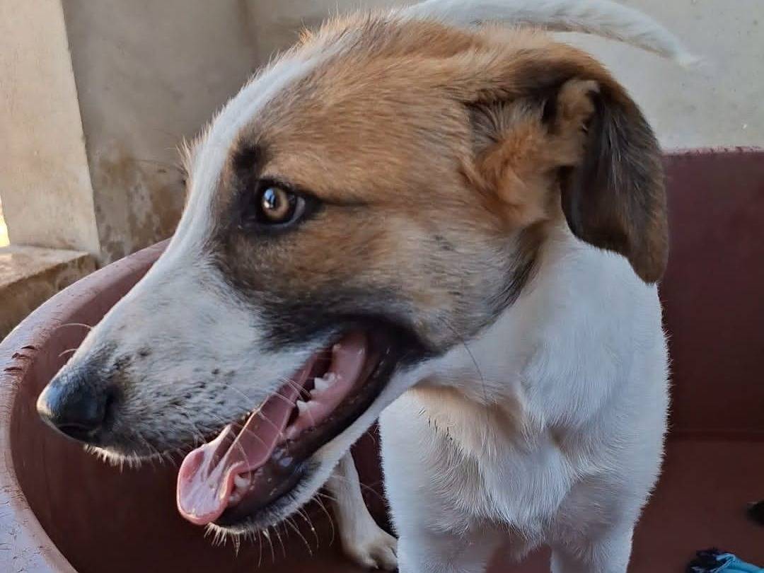 Adotta il cane Buddy a Bari