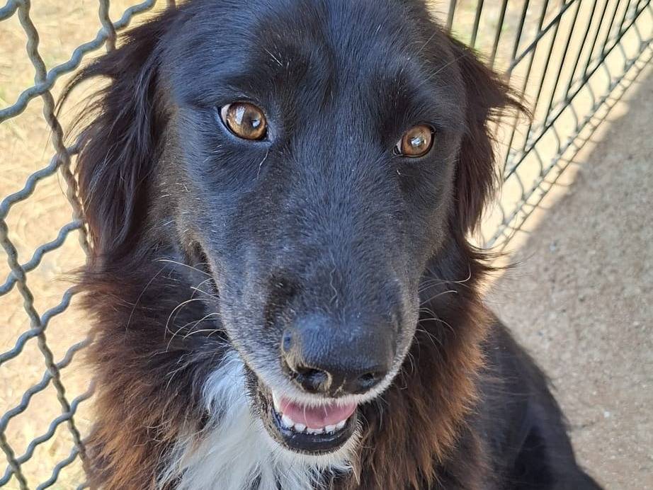 Adotta un cane, taglia media, femmina, Bari