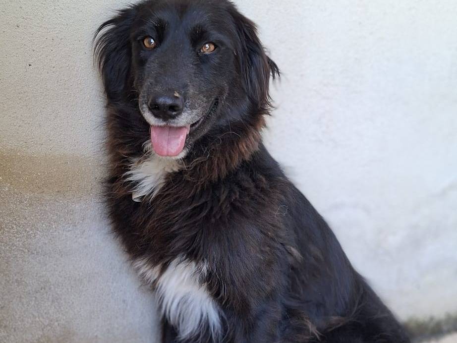 Adotta il cane JASMINE a Bari