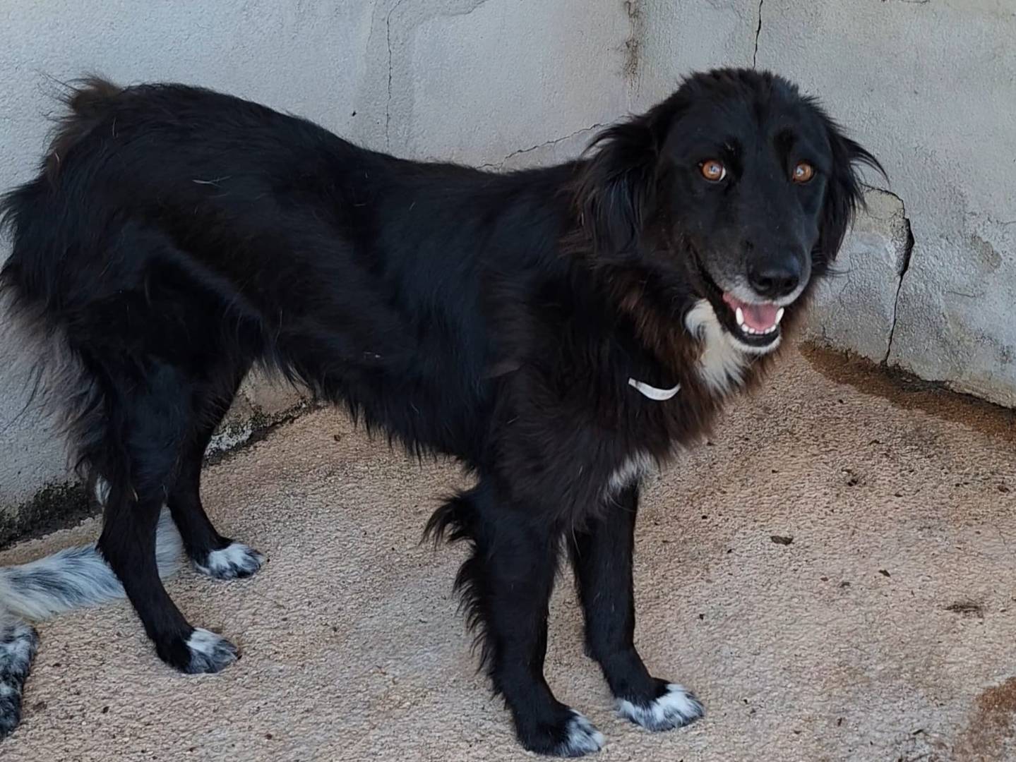 Adotta un cane, femmina, 1 anno e 9 mesi, Bari