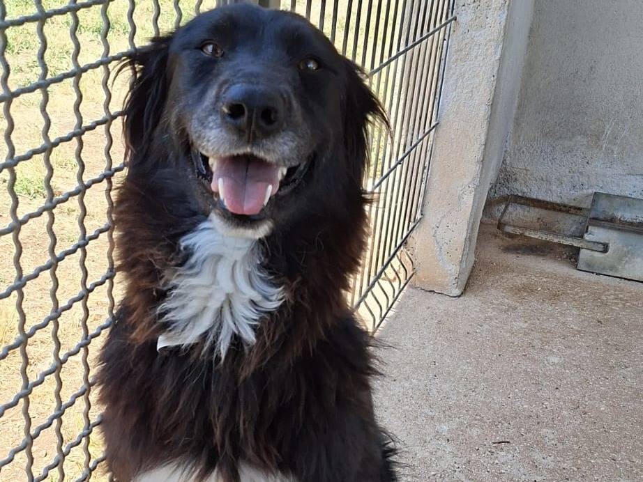 Adozione cane, femmina, Razza sconosciuta Razza sconosciuta, 1 anno e 9 mesi, taglia media, Bari