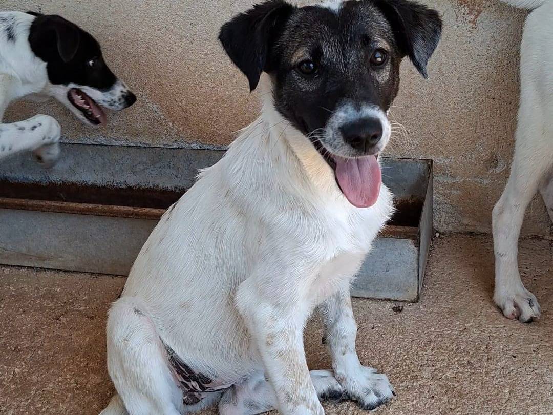 Adozione cane, femmina, Razza sconosciuta Razza sconosciuta, 6 mesi, taglia media, Bari