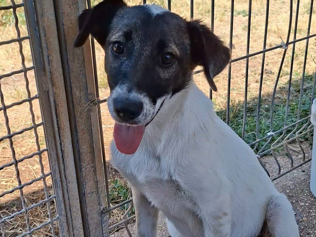 Adotta un cane, femmina, 6 mesi, Bari