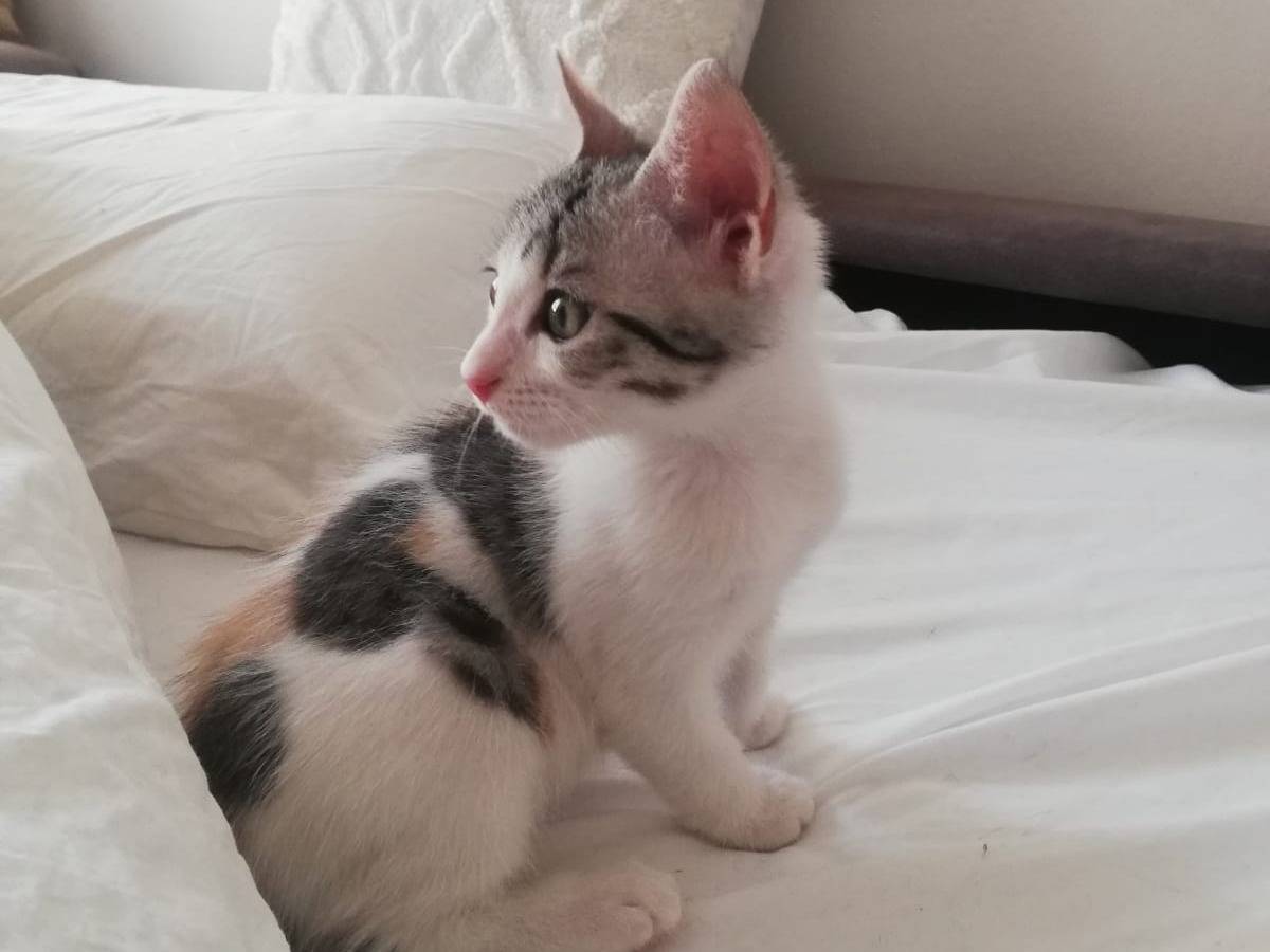 Adozione gatto, femmina, Razza sconosciuta Razza sconosciuta, 2 mesi, taglia non valida, Verona