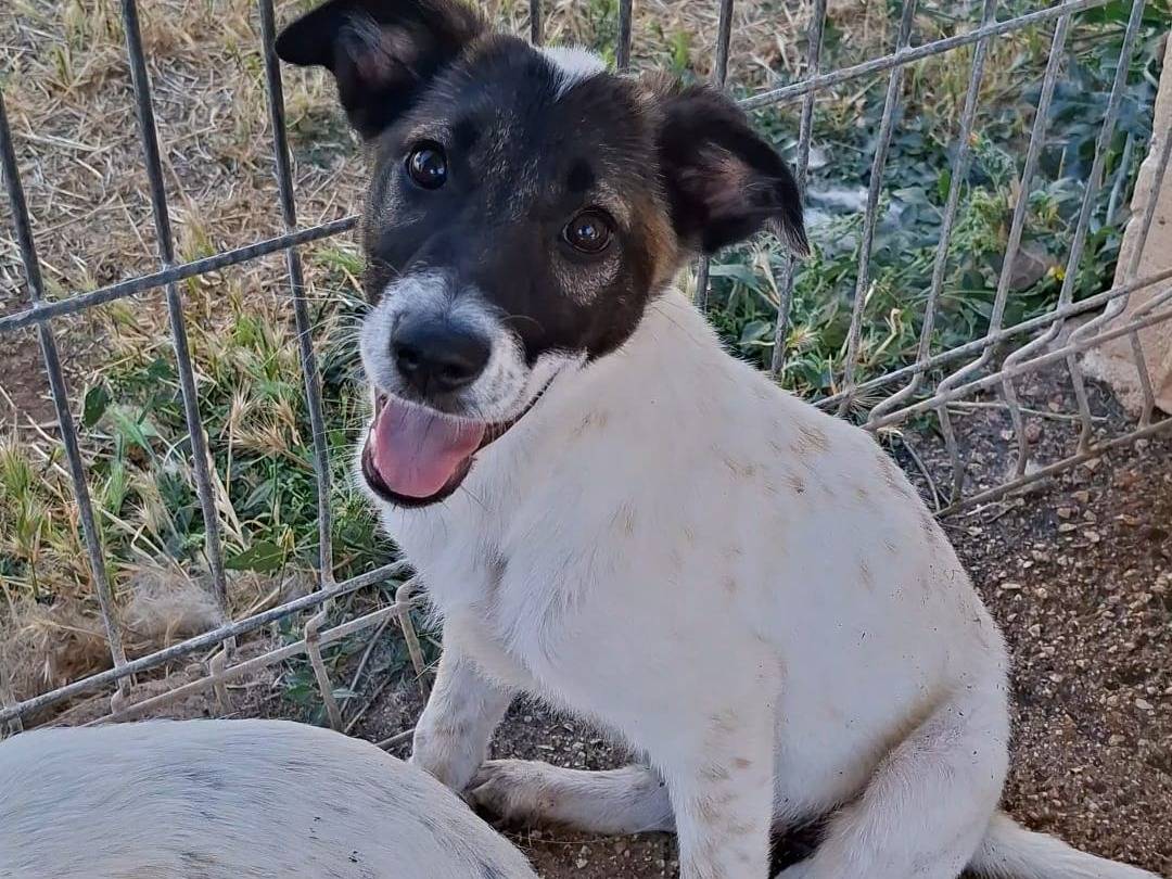 Vuoi adottare un cane a Bari?