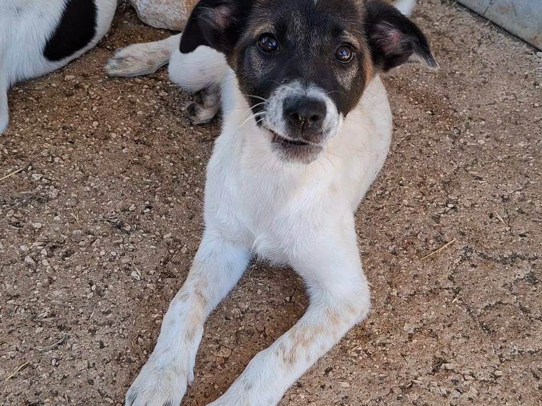 Adotta il cane Elisa a Bari
