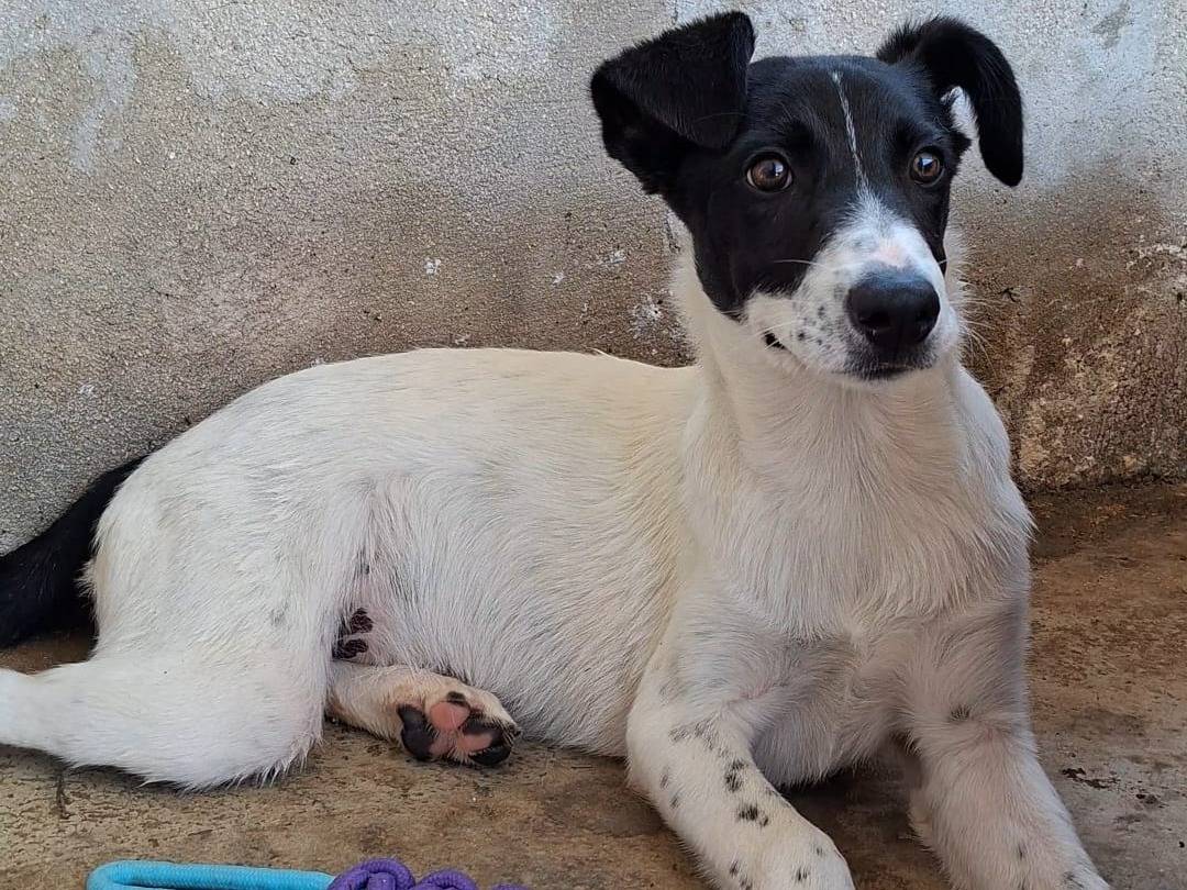 Adotta il cane Eros a Bari