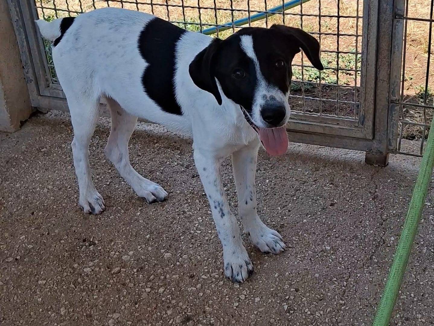 Adotta un cane, maschio, 6 mesi, Bari