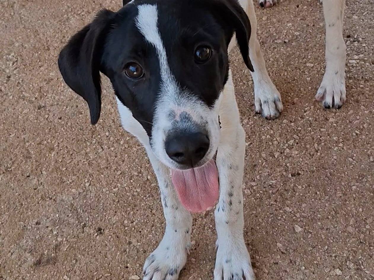 Adotta un cane, taglia media, maschio, Bari