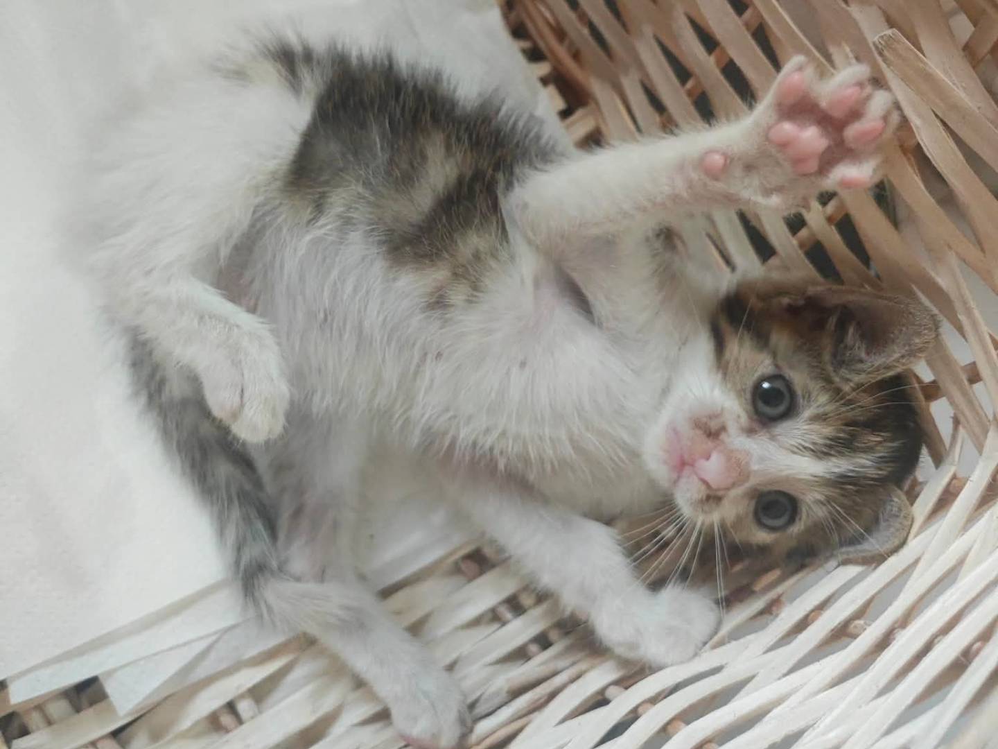 Adotta un gatto, maschio, 2 mesi, Teramo