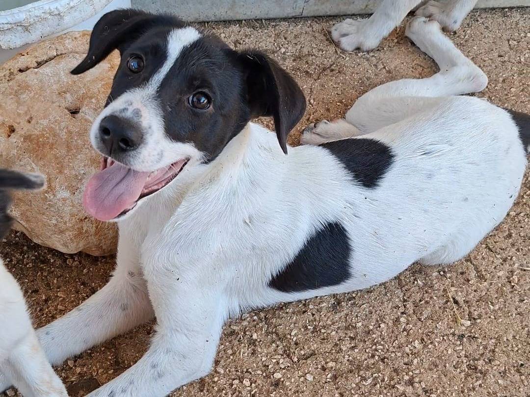 Adozione cane, maschio, Razza sconosciuta Razza sconosciuta, 6 mesi, taglia media, Bari