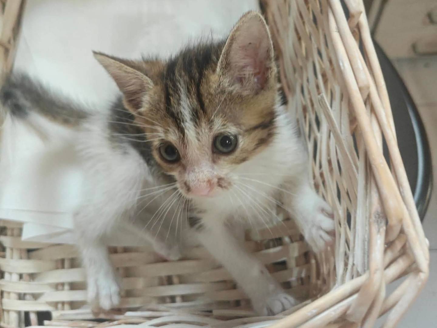 Adotta un gatto, taglia non valida, maschio, Teramo