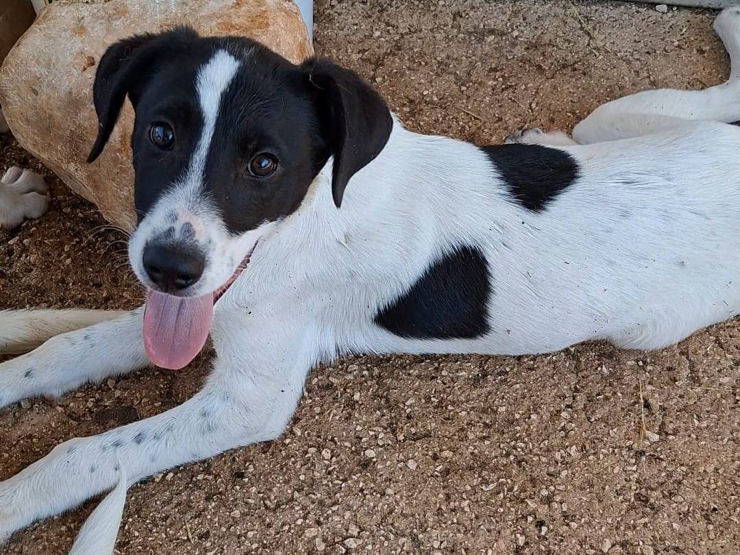 Vuoi adottare un cane a Bari?