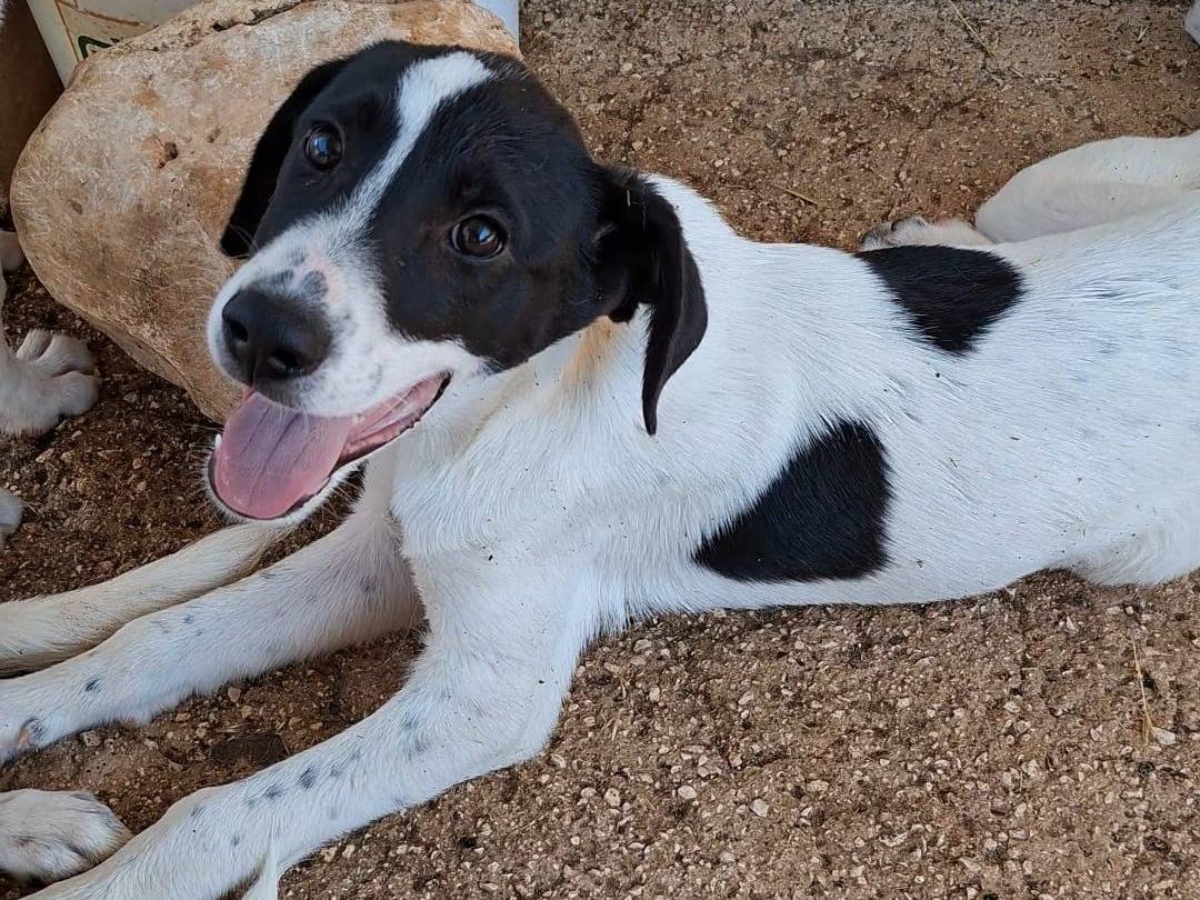 Adotta il cane Nek a Bari