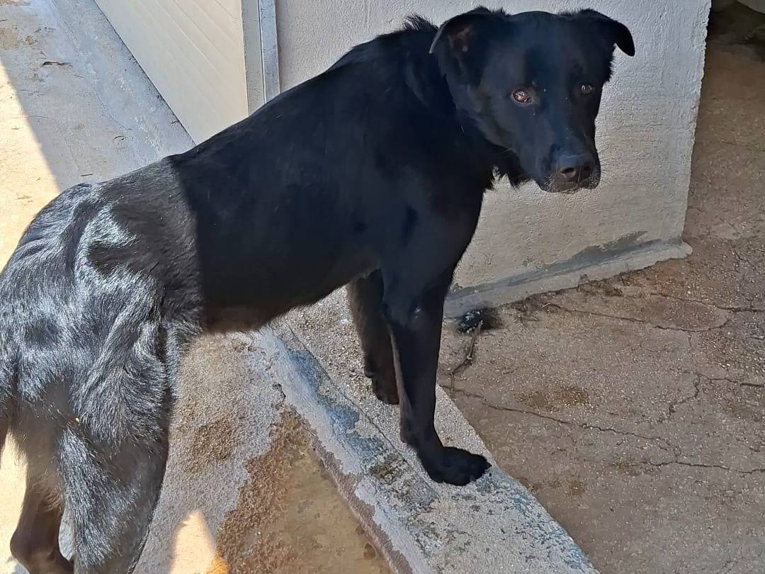 Adotta il cane JAKE a Bari