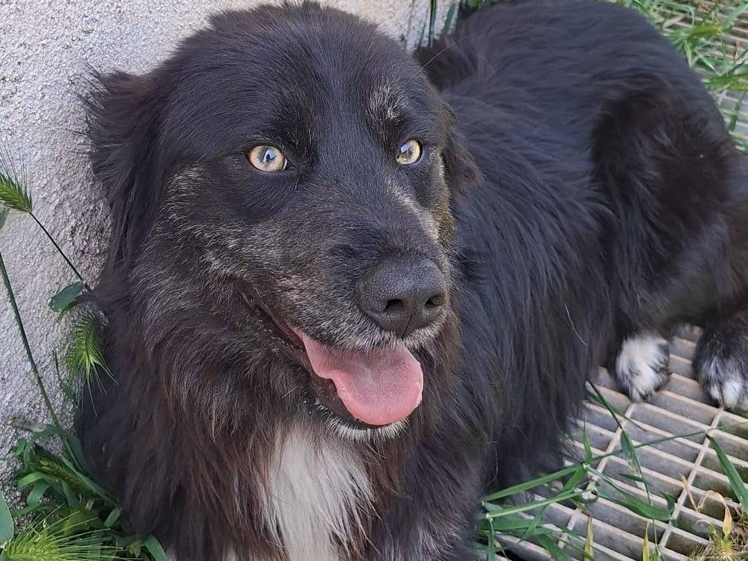 Vuoi adottare un cane a Bari?