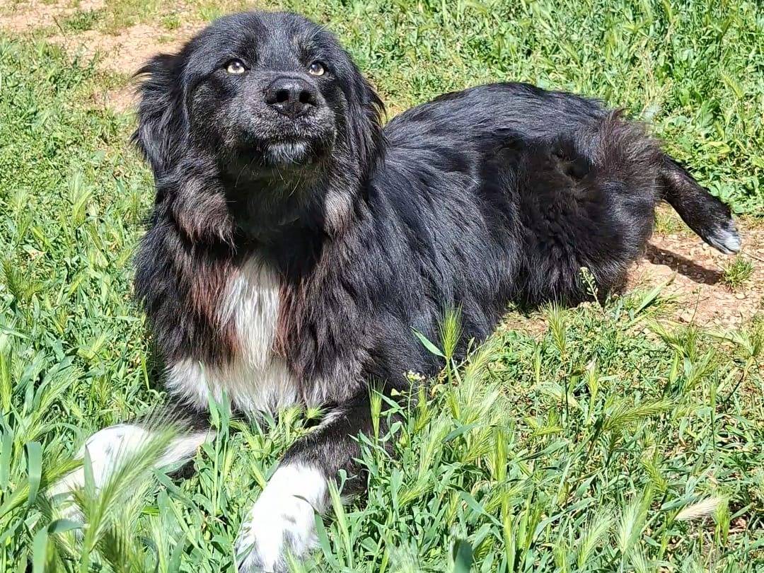 Adotta il cane WENDY a Bari