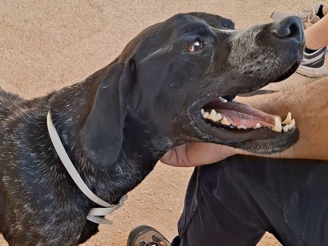 Vuoi adottare un cane a Bari?