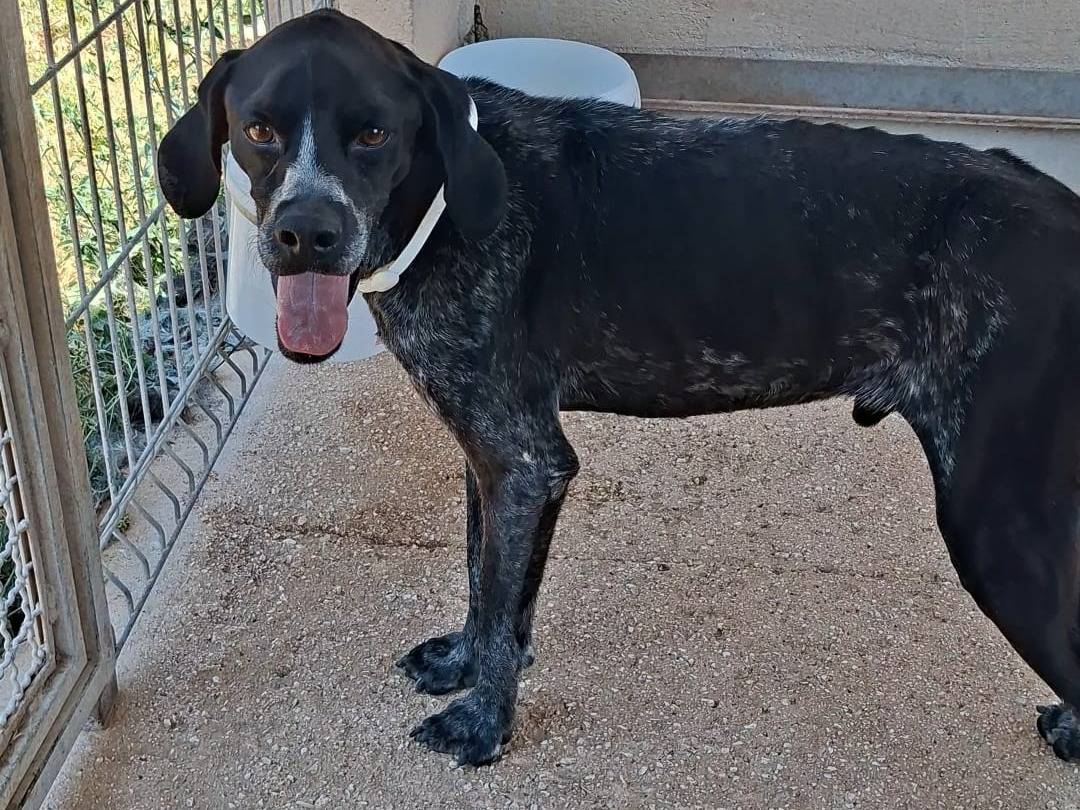 Adozione cane, maschio, Pointer Razza sconosciuta, 2 anni e 5 mesi, taglia media contenuta, Bari