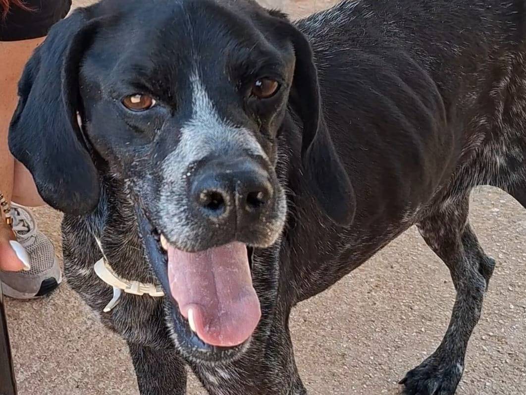 Adotta il cane Billy a Bari