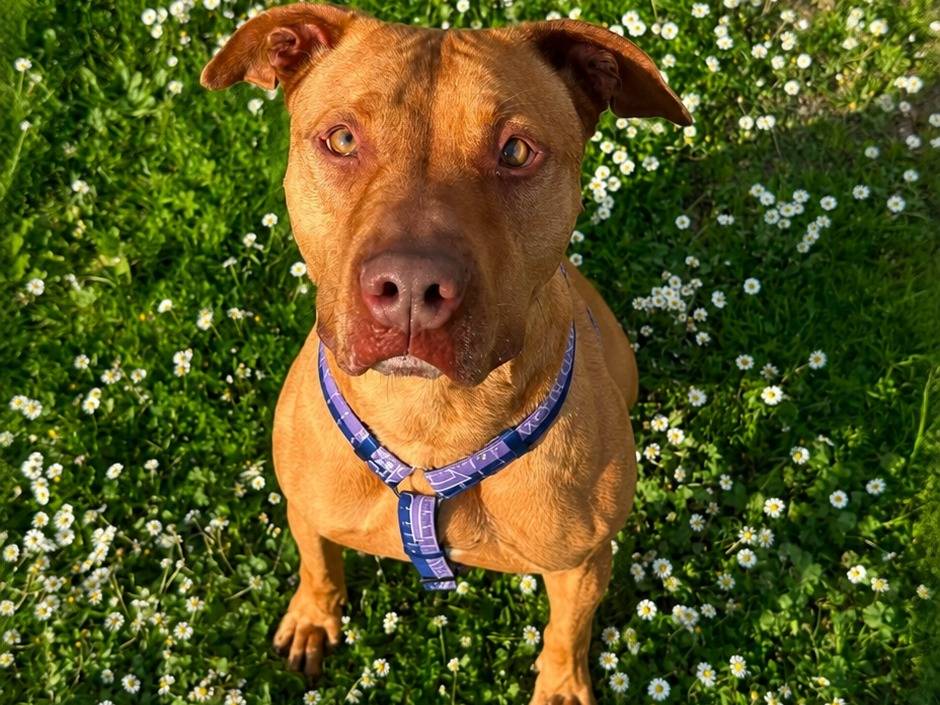 Adozione cane, maschio, Pitbull Razza sconosciuta, 5 anni e 4 mesi, taglia gigante, Roma