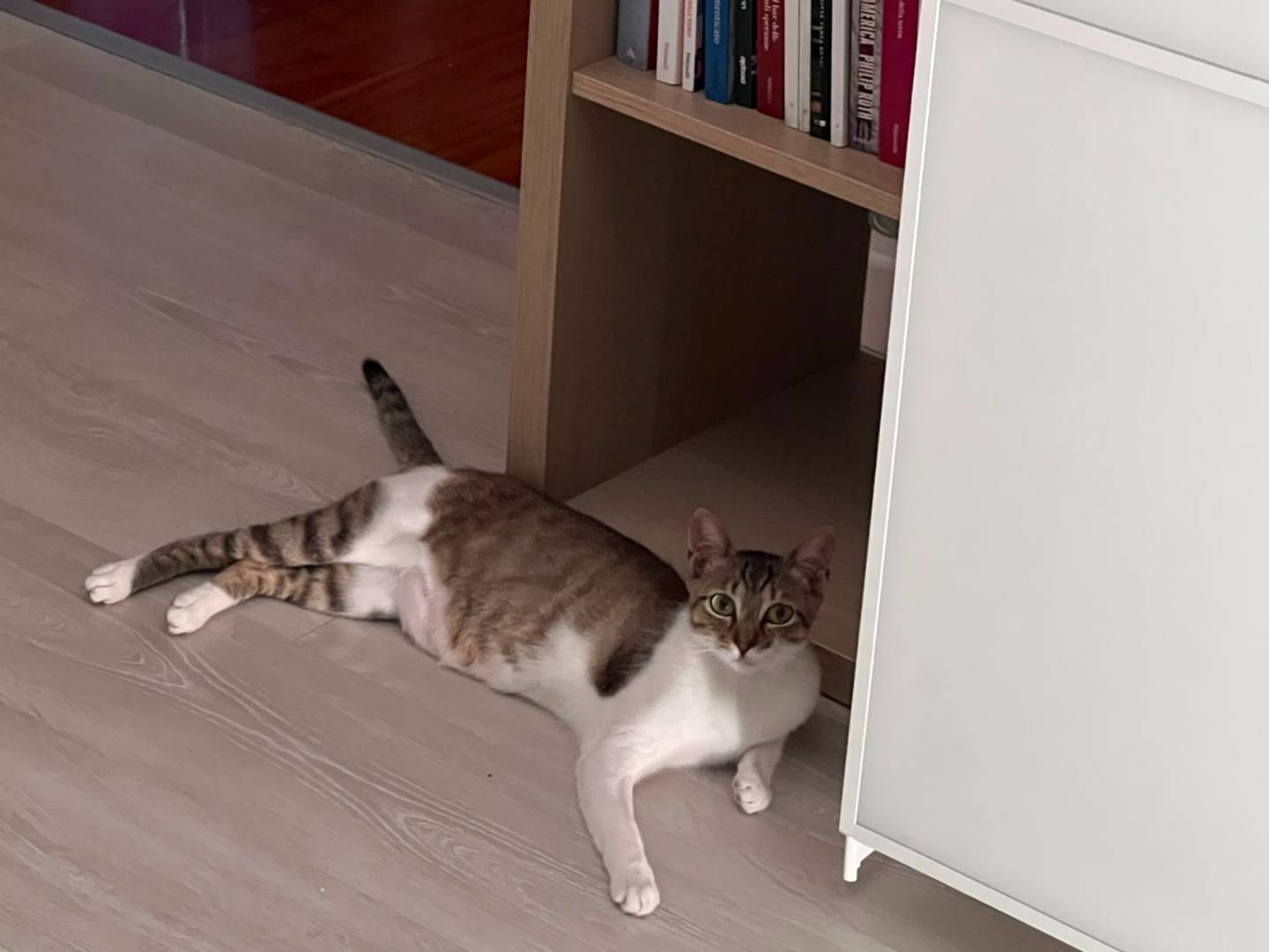 Adotta il gatto Cloe a Padova
