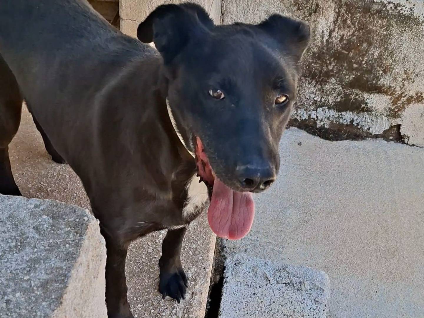 Vuoi adottare un cane a Bari?