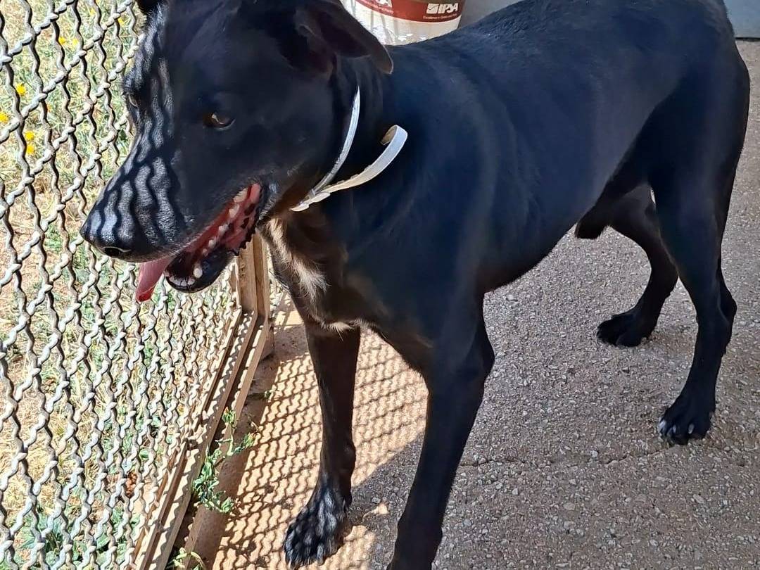 Adotta il cane ONE a Bari