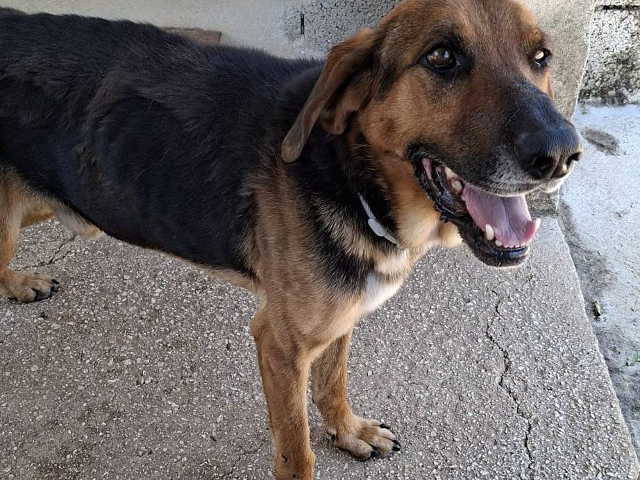 Adotta un cane, maschio, 8 anni e 9 mesi, Bari