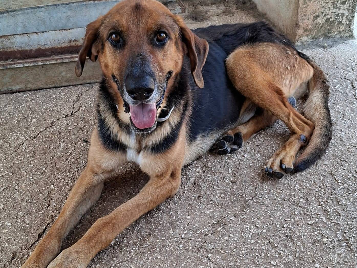 Adotta un cane, taglia media, maschio, Bari