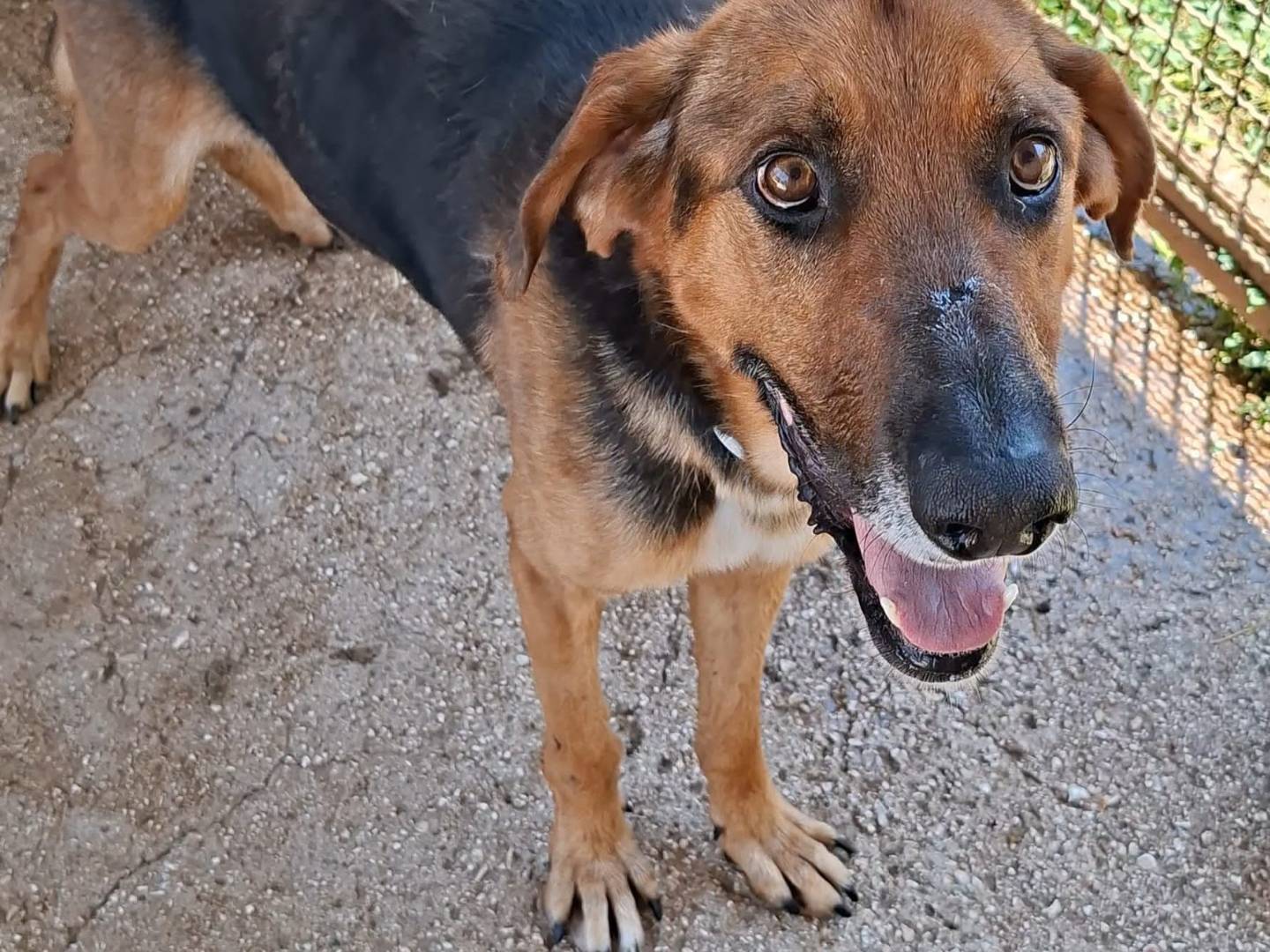 Vuoi adottare un cane a Bari?