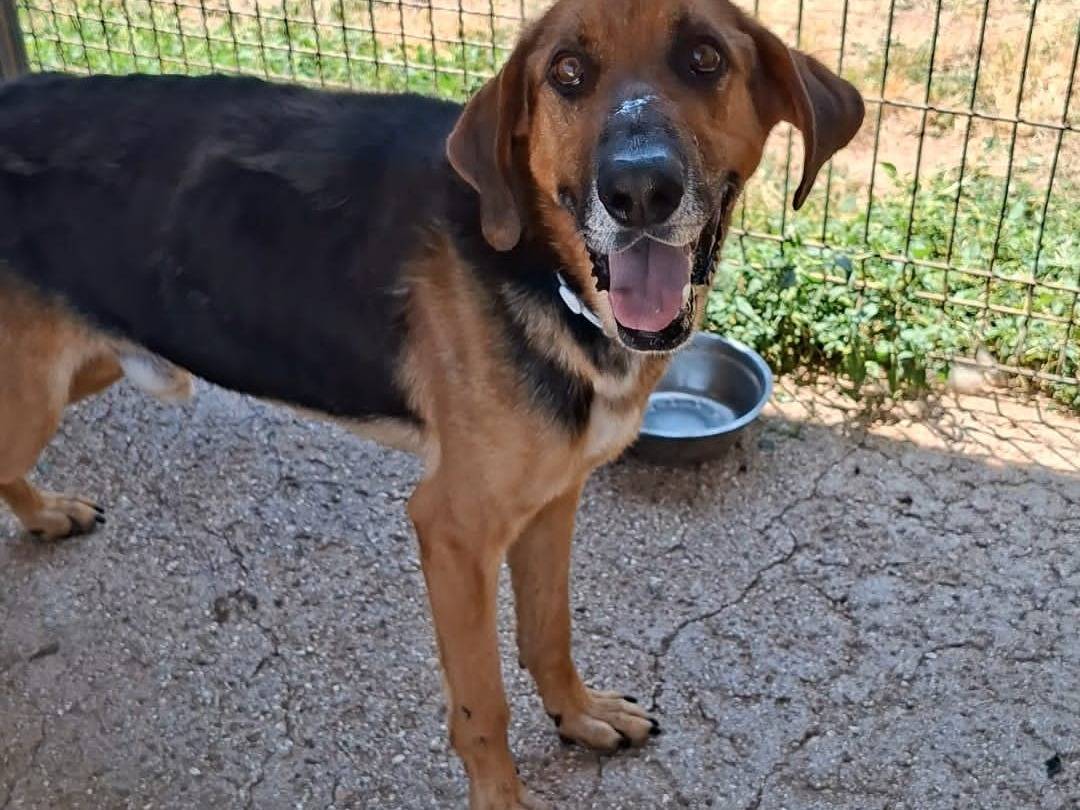 Adotta il cane GEREMIA a Bari
