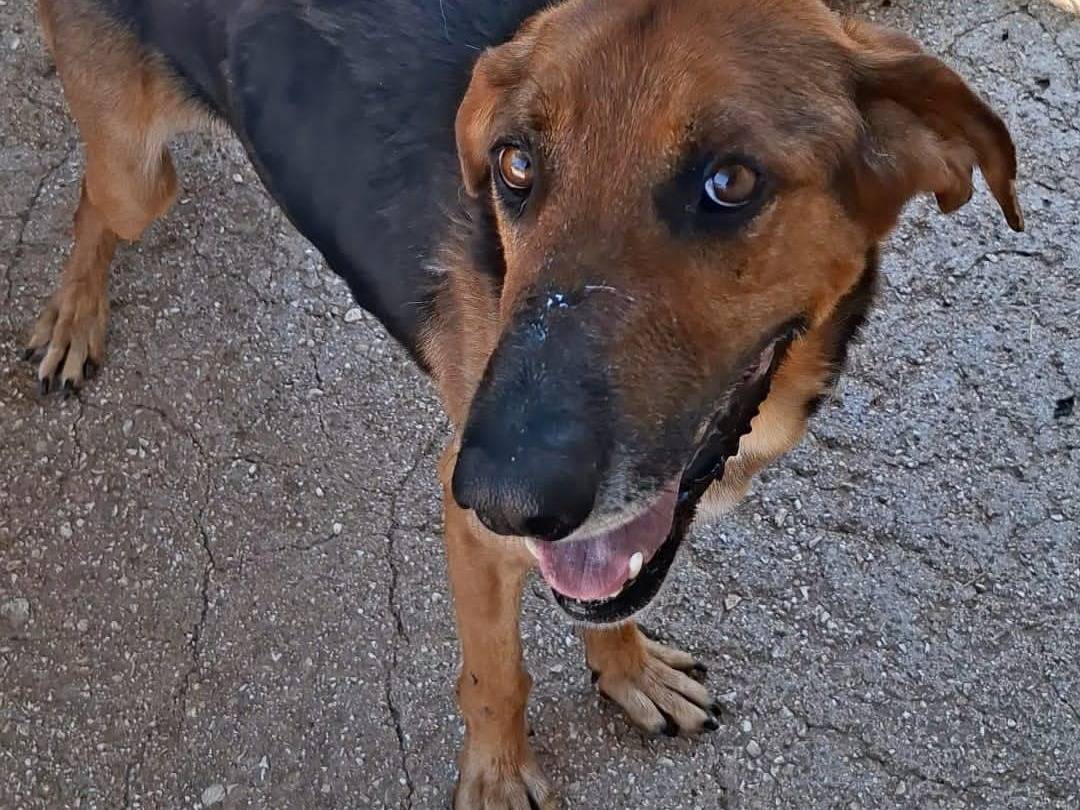 Adozione cane, maschio, Segugio Razza sconosciuta, 8 anni e 9 mesi, taglia media, Bari