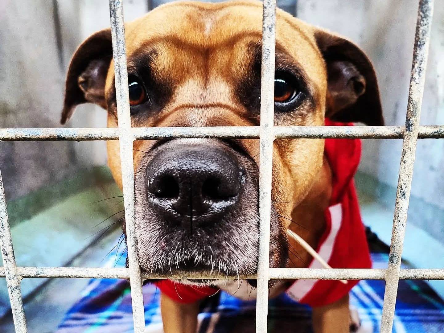 Adozione cane, maschio, Pitbull Razza sconosciuta, 7 anni e 4 mesi, taglia grande, Roma