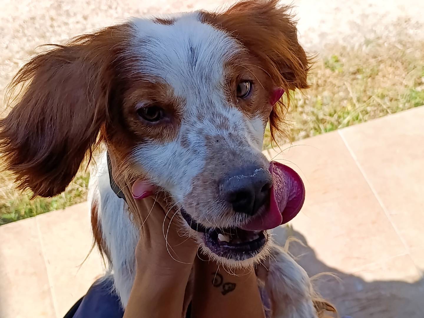 Adotta un cane, taglia piccola, maschio, Bari