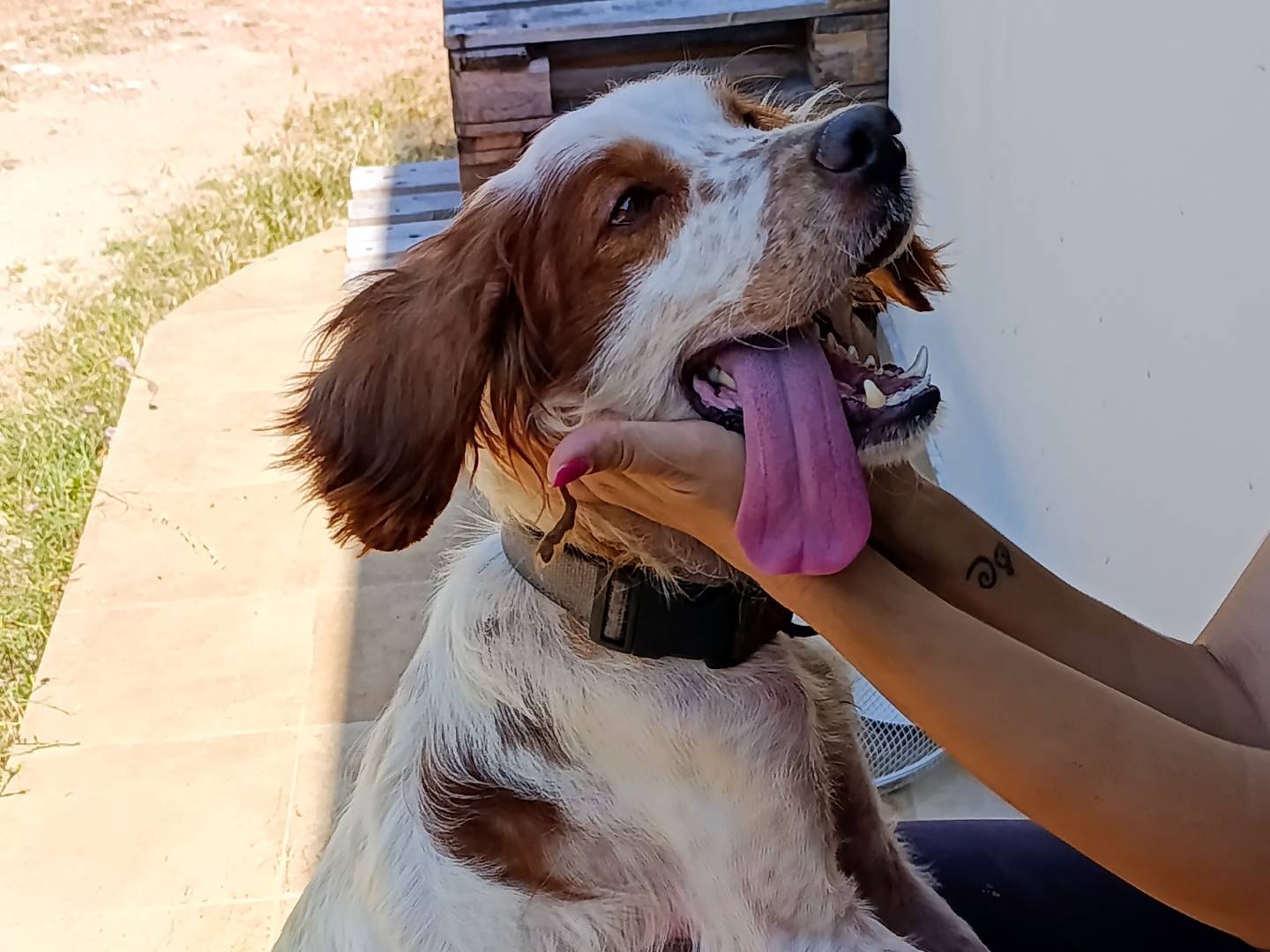 Vuoi adottare un cane a Bari?