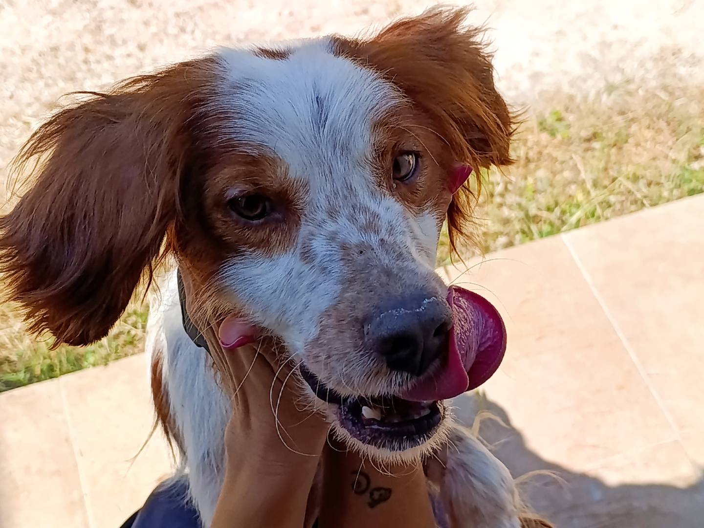 Adotta il cane Renzo a Bari
